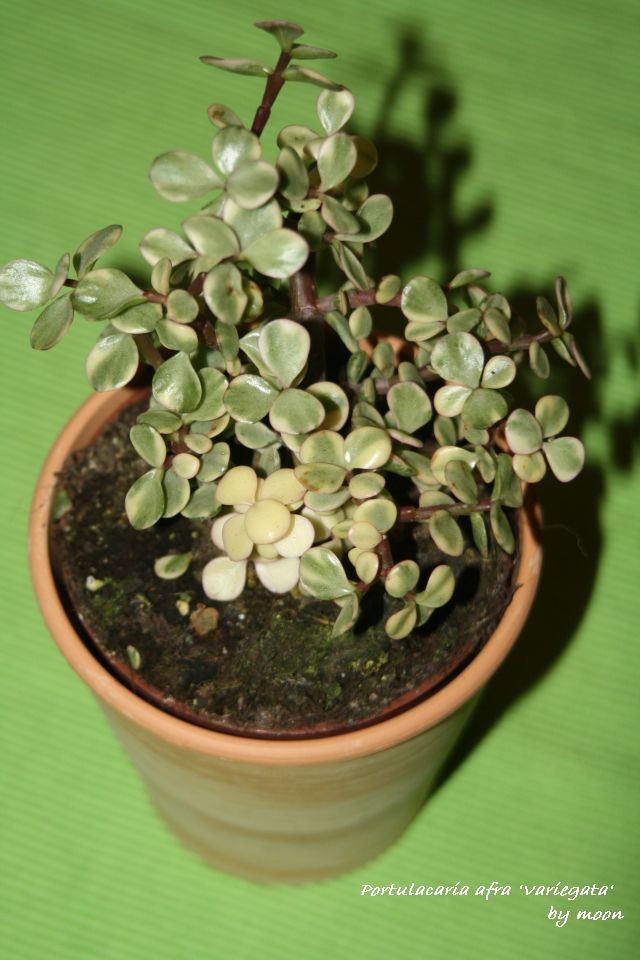 Portulacaria afra variegata